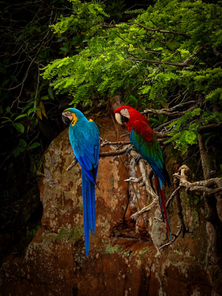 Blue-and-yellow Macaw - ML616941241