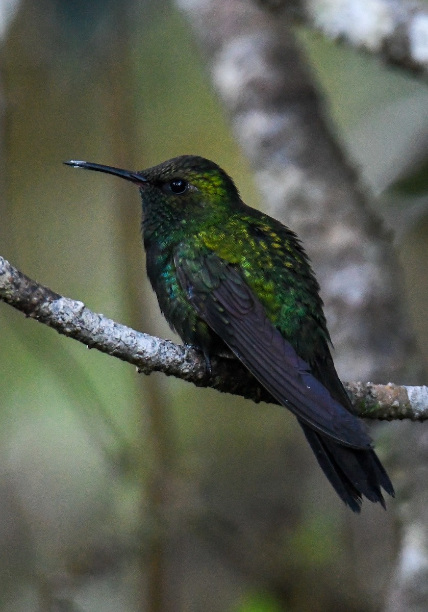 kolibřík haitský - ML616941247