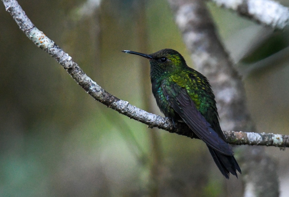 kolibřík haitský - ML616941248