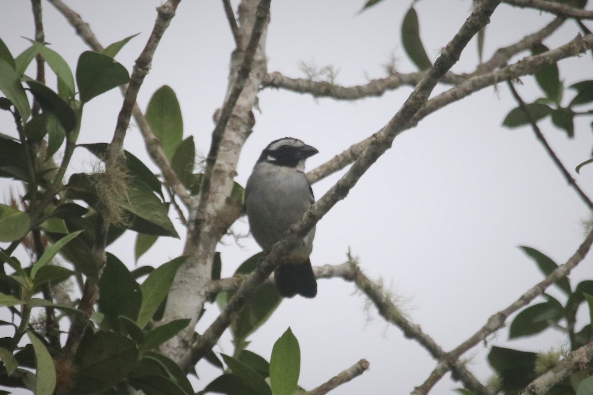 Black-winged Saltator - Ken McKenna