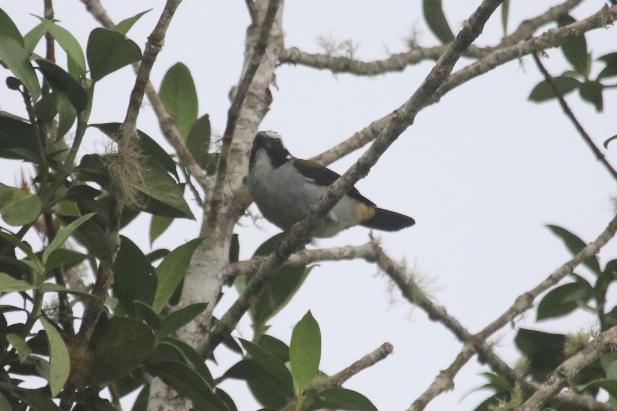 Black-winged Saltator - Ken McKenna