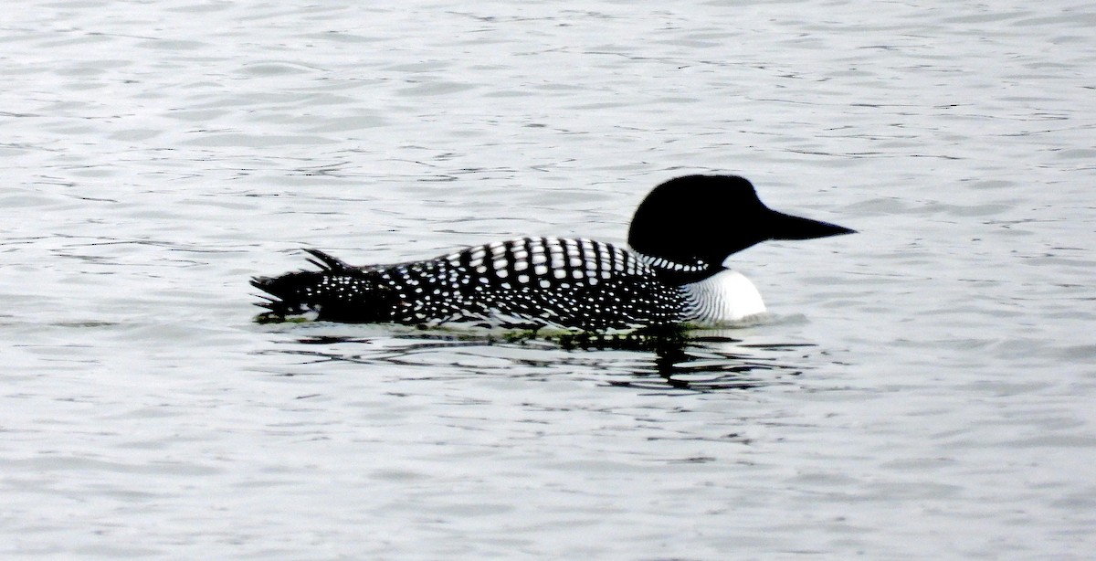 Plongeon huard - ML616941268