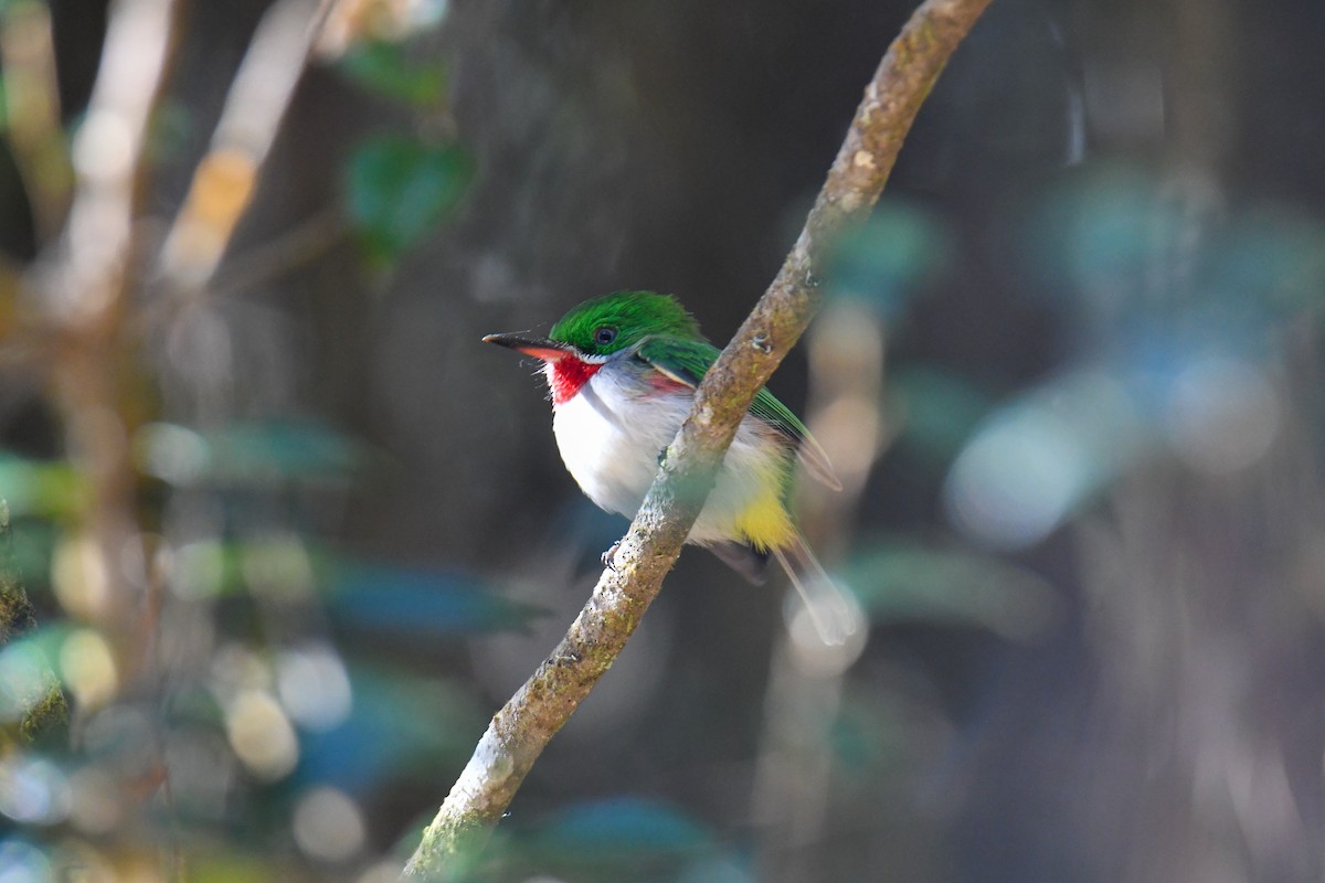 Narrow-billed Tody - David Chernack