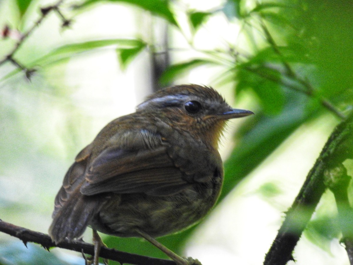 Rufous Gnateater - Leonardo Bordin