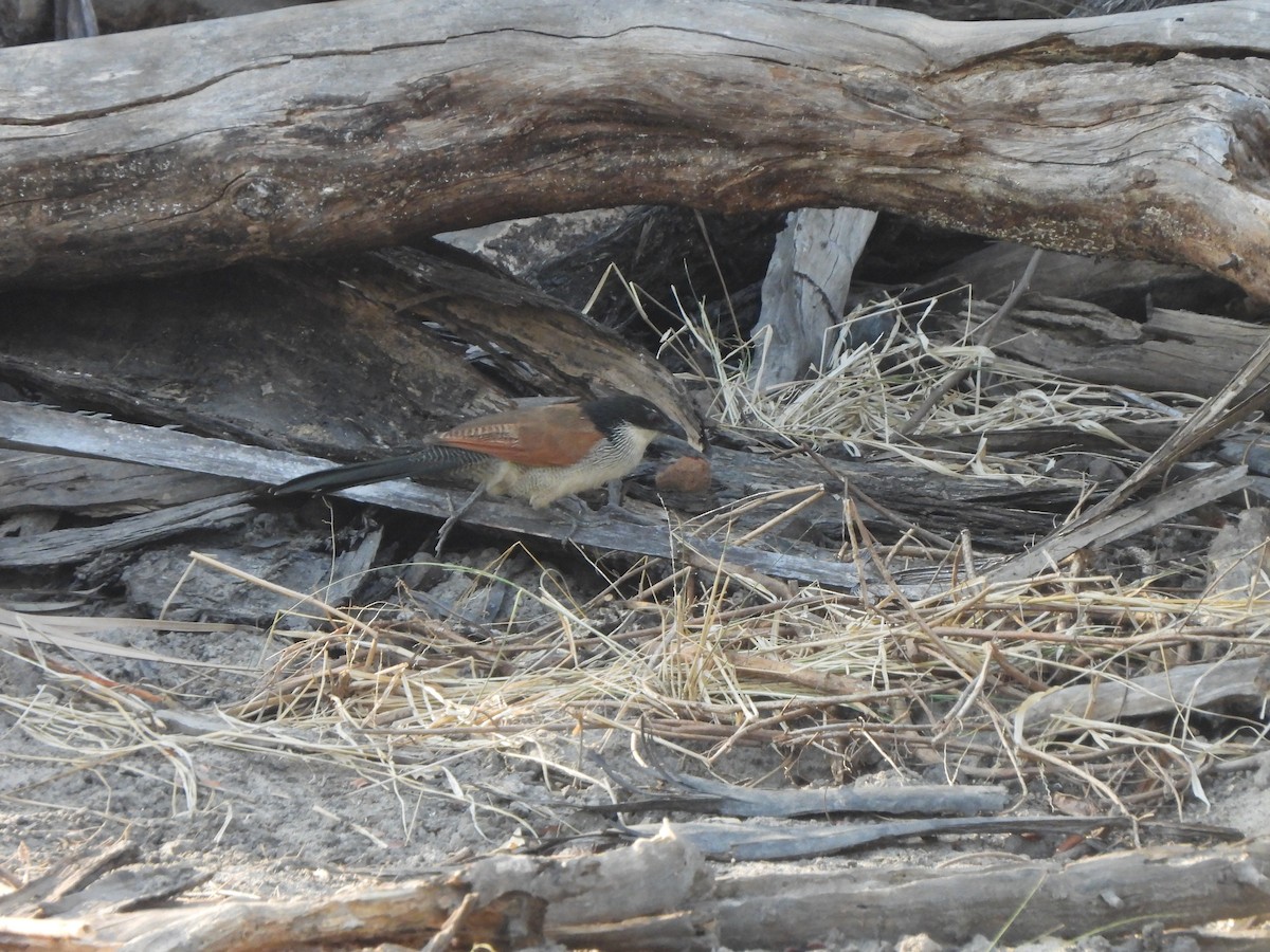 White-browed Coucal (Burchell's) - Bev Agler