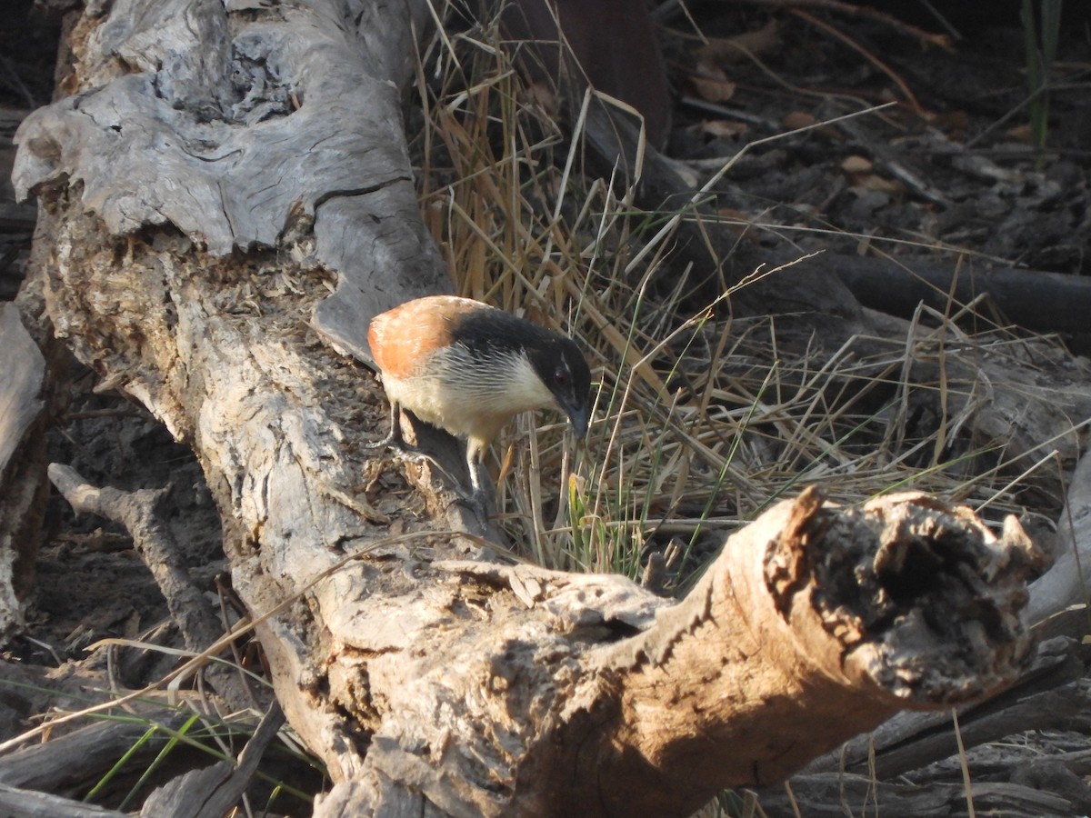 White-browed Coucal (Burchell's) - Bev Agler