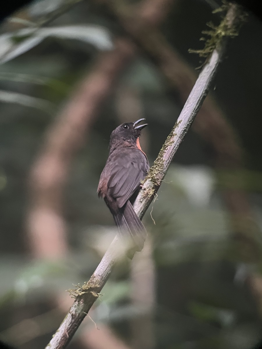 Black-cheeked Ant-Tanager - Rogers "Caribbean Naturalist" Morales