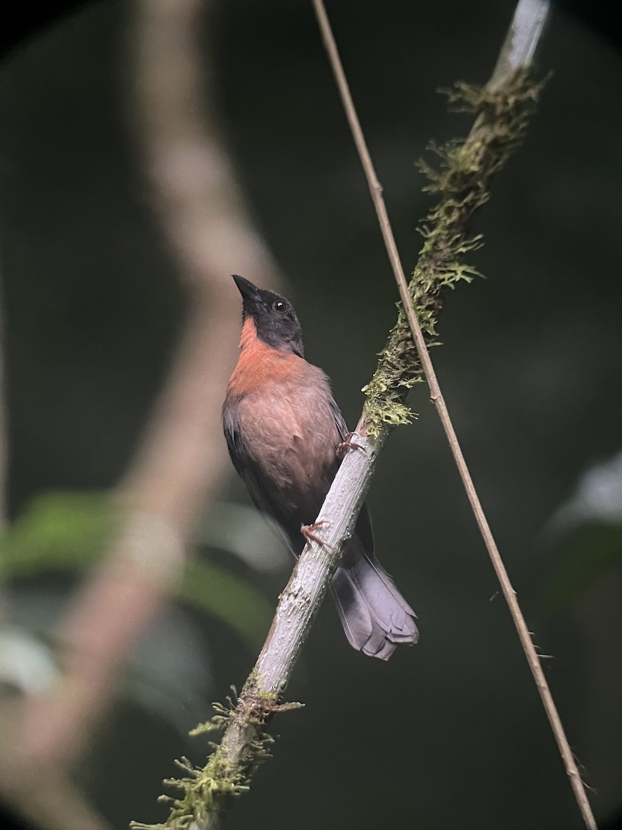 Black-cheeked Ant-Tanager - Rogers "Caribbean Naturalist" Morales