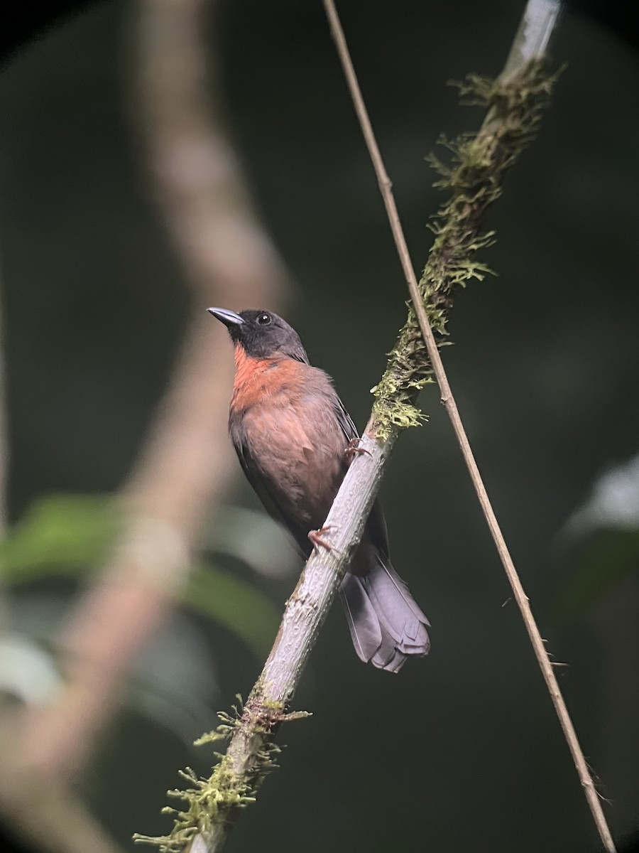 Black-cheeked Ant-Tanager - ML616941305