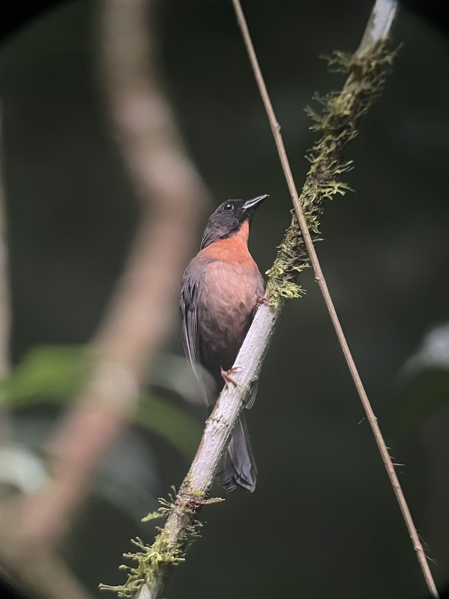 Black-cheeked Ant-Tanager - ML616941308