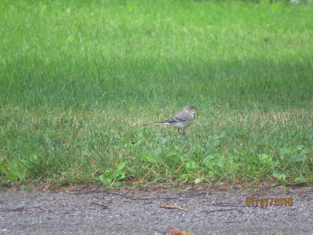 White Wagtail - Sally Erickson