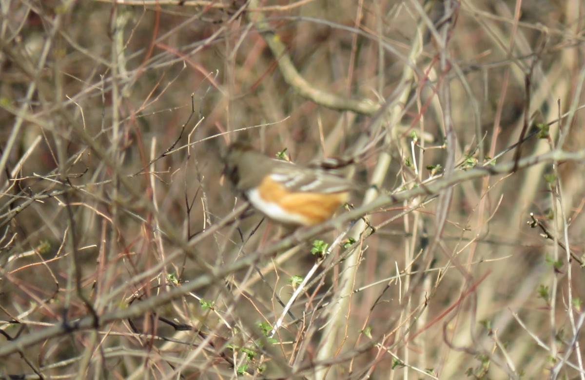 Spotted Towhee - ML616941331