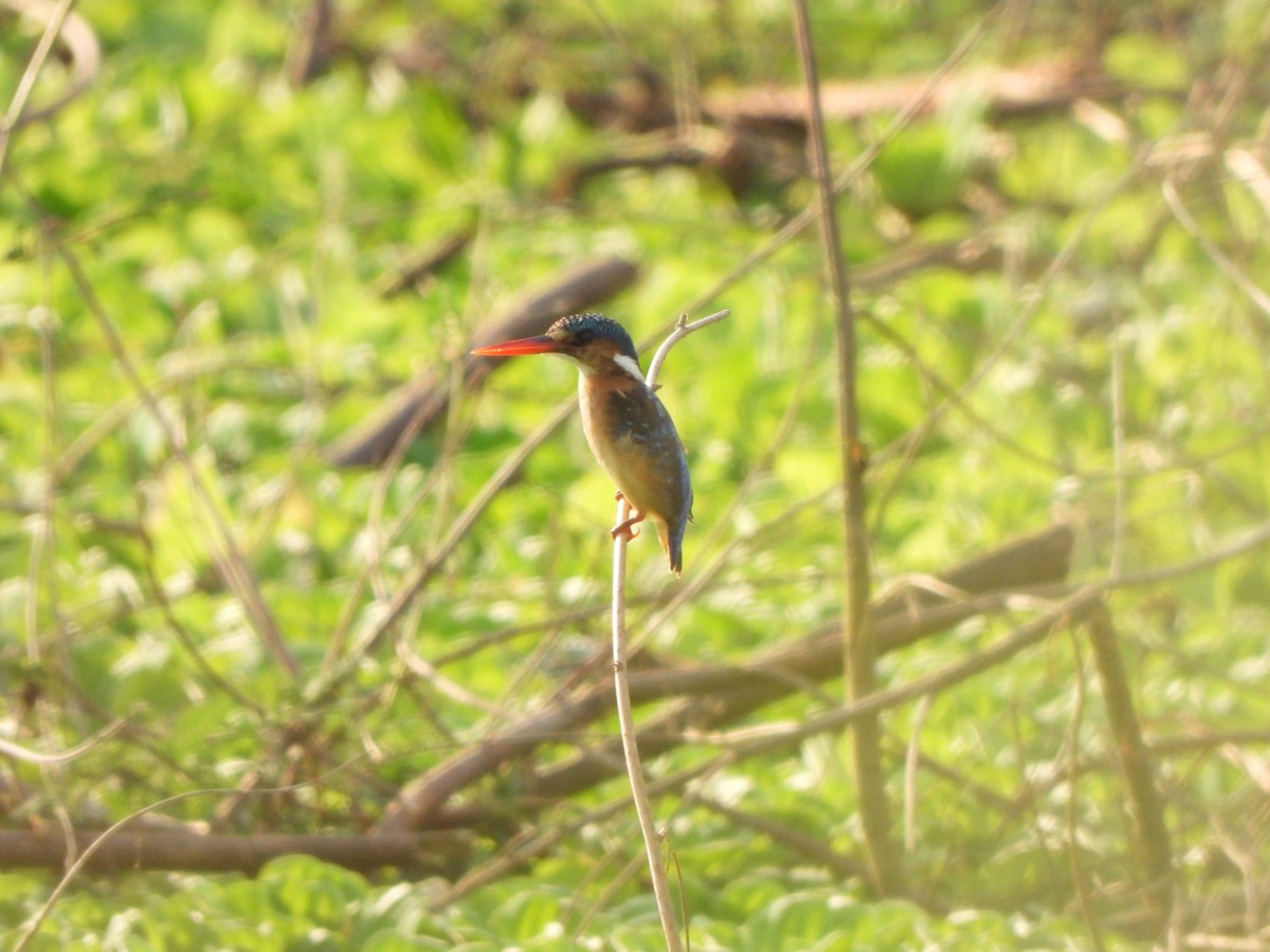 Malachite Kingfisher (Mainland) - Bev Agler