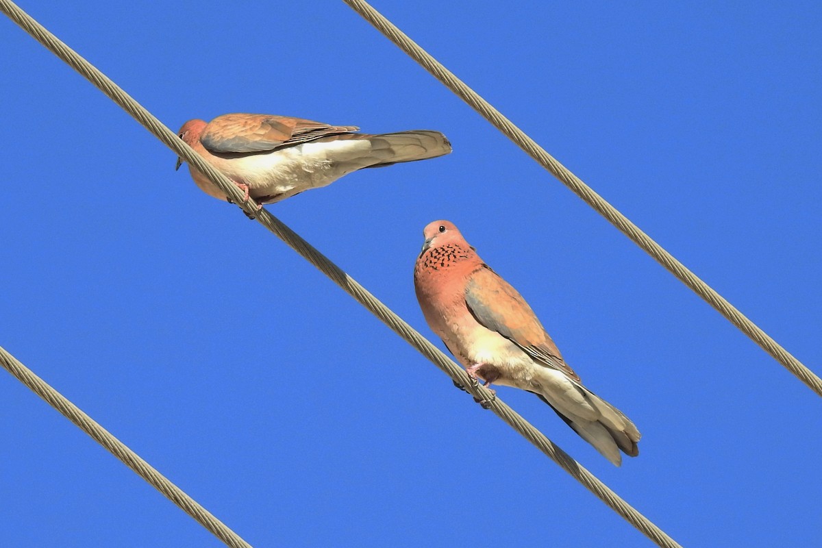 Laughing Dove - Aris Vouros