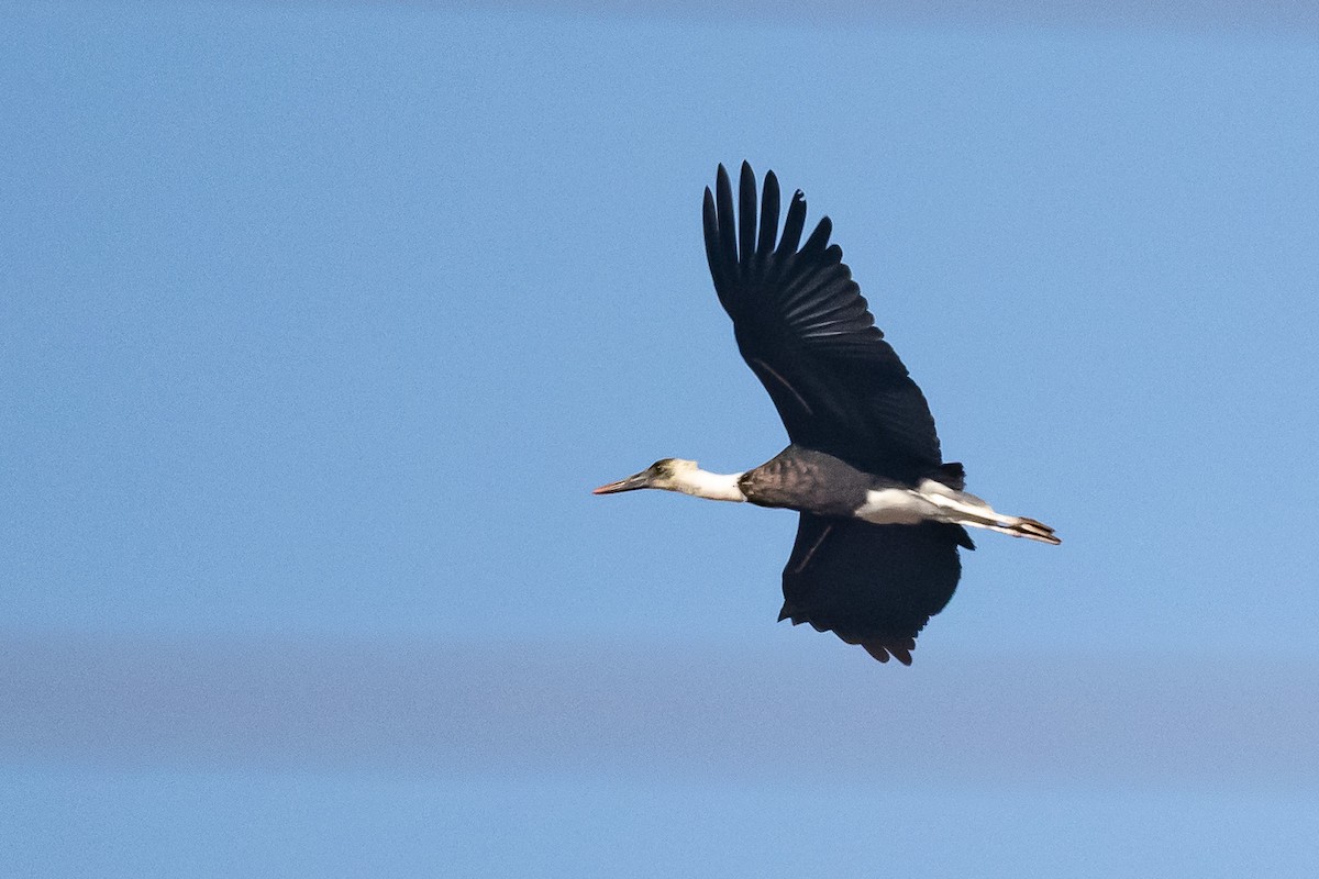 eBird Checklist - 18 Mar 2024 - Eldoret Kapsabet Road, Mosoriot KE ...
