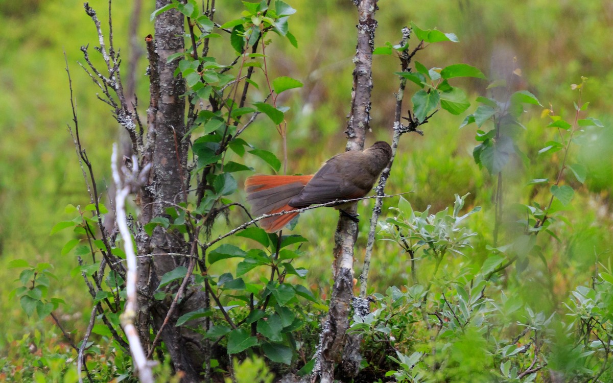 Siberian Jay - ML616941437