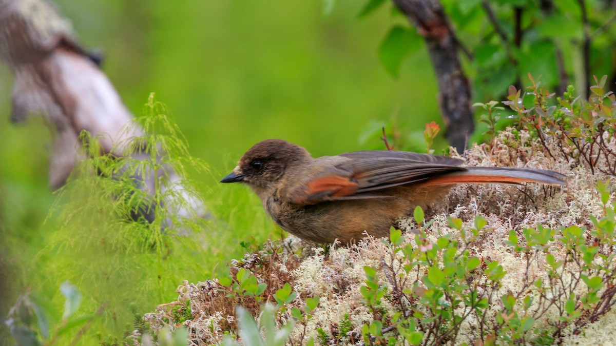 Siberian Jay - ML616941438