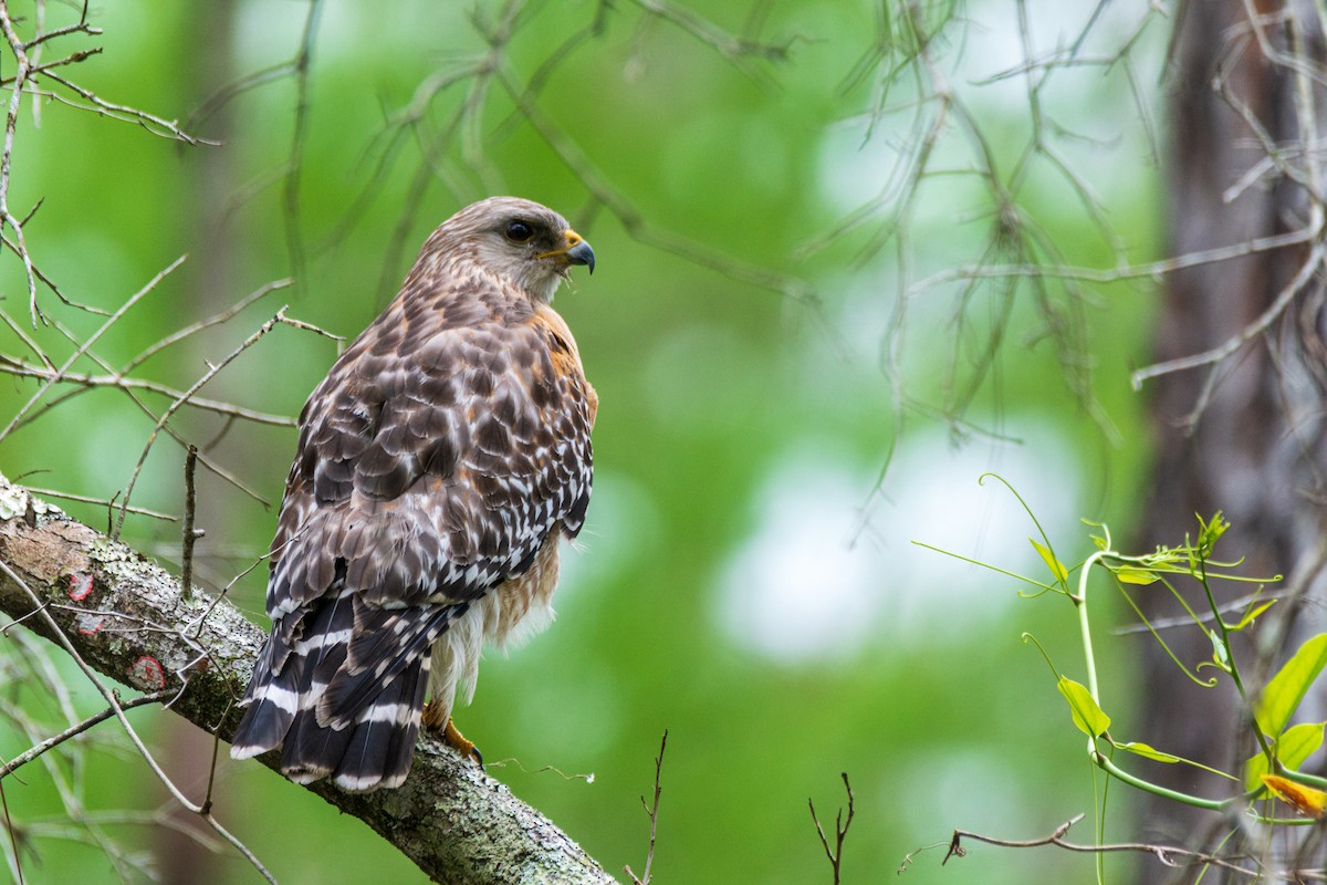 Red-shouldered Hawk - ML616941458