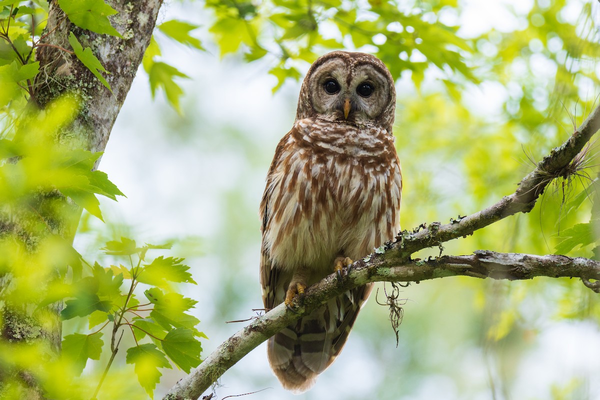 Barred Owl - ML616941463