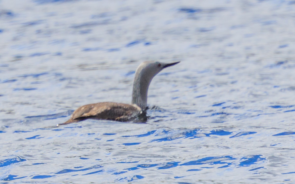 Red-throated Loon - Lars Andersen