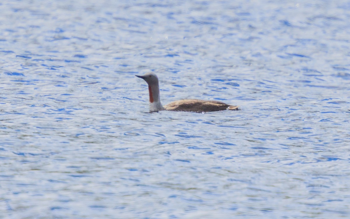 Red-throated Loon - Lars Andersen