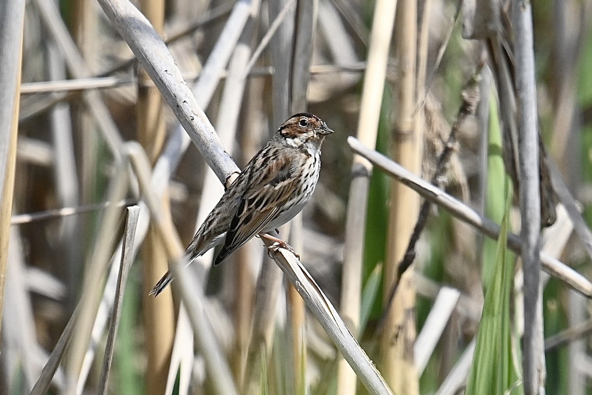 Little Bunting - ML616941491