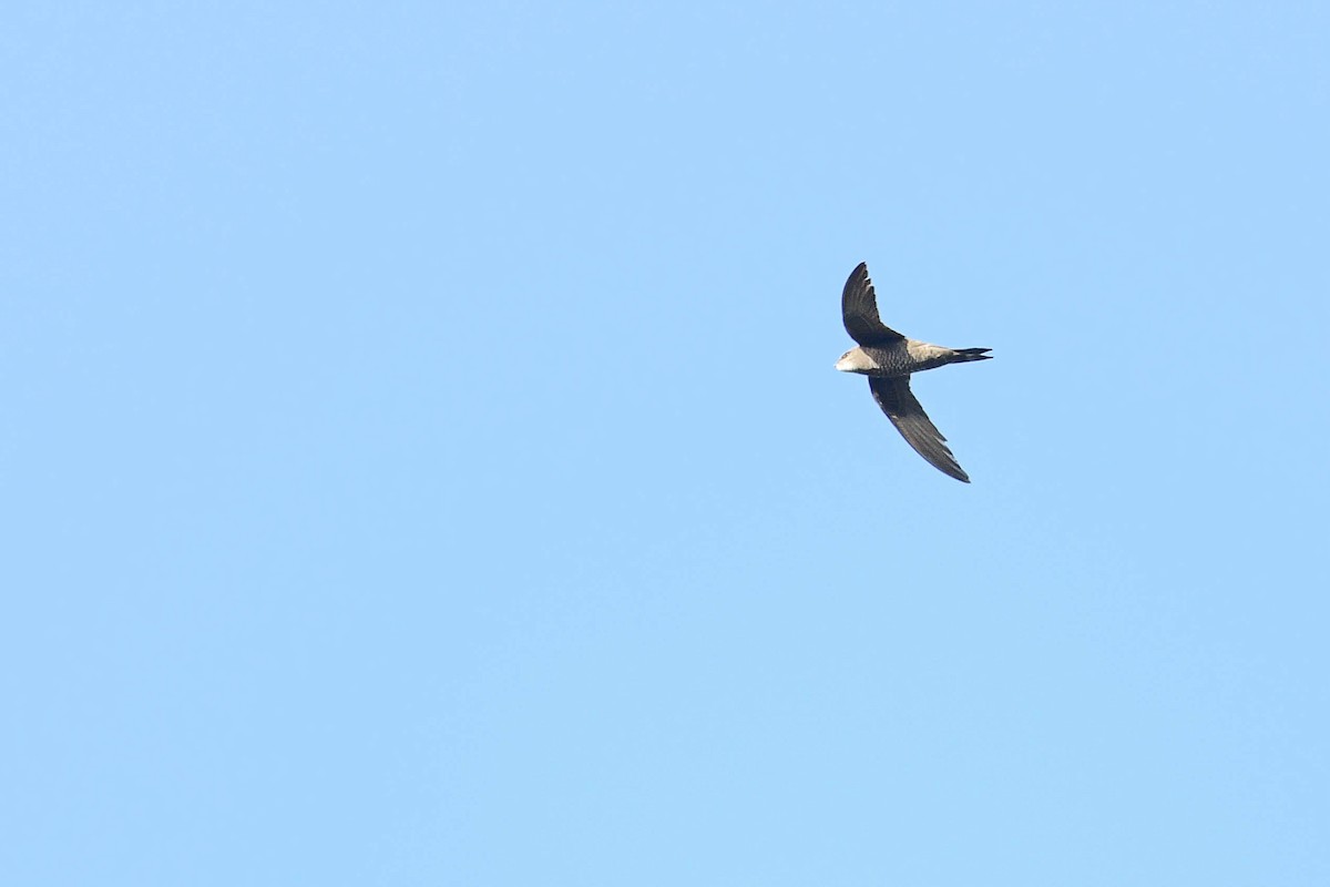 Mottled Swift - ML616941503