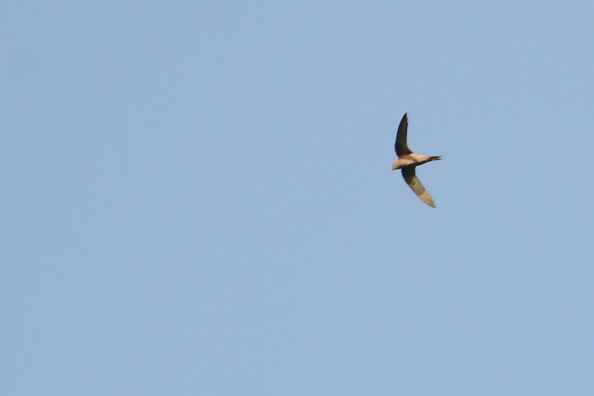 Mottled Swift - ML616941526