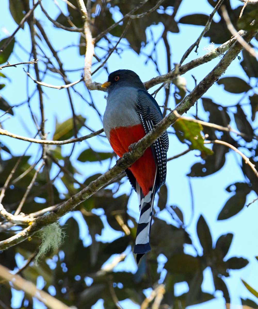 Trogon damoiseau - ML616941539