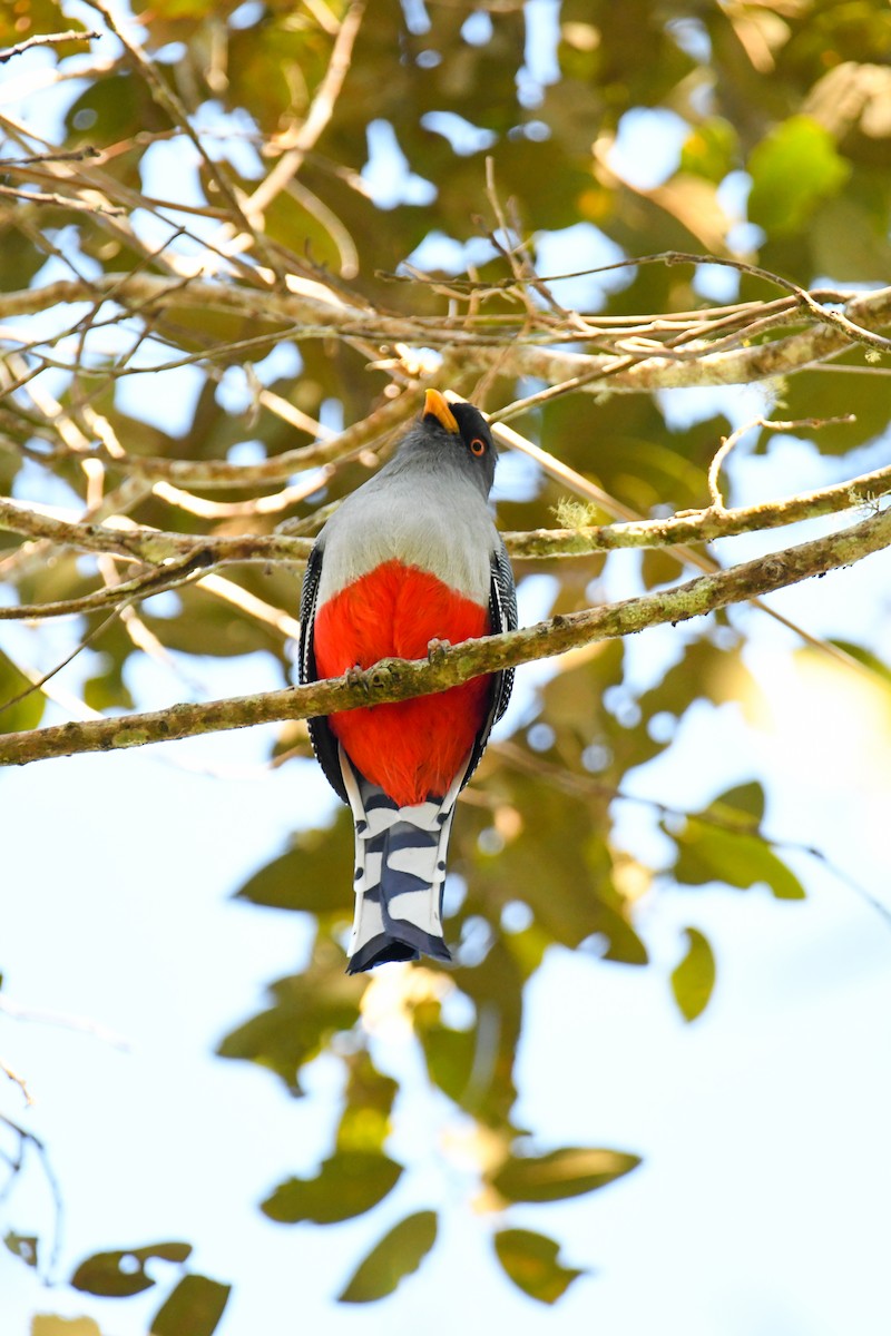 Hispaniolan Trogon - ML616941540