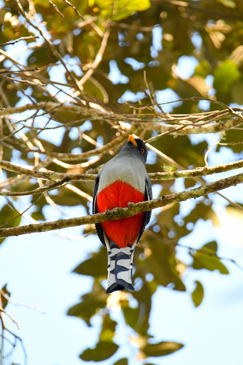 trogon hispaniolský - ML616941542