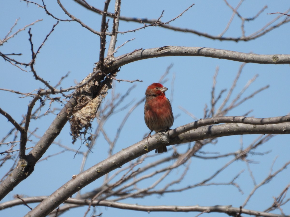 House Finch - ML616941582