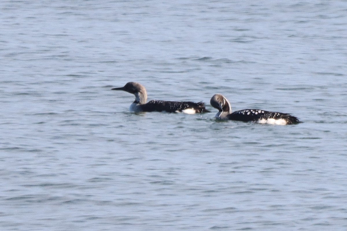 Arctic Loon - ML616941634