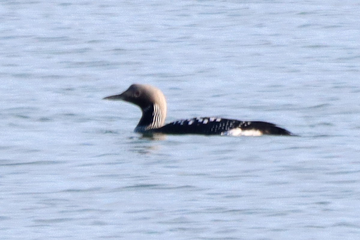 Arctic Loon - ML616941653