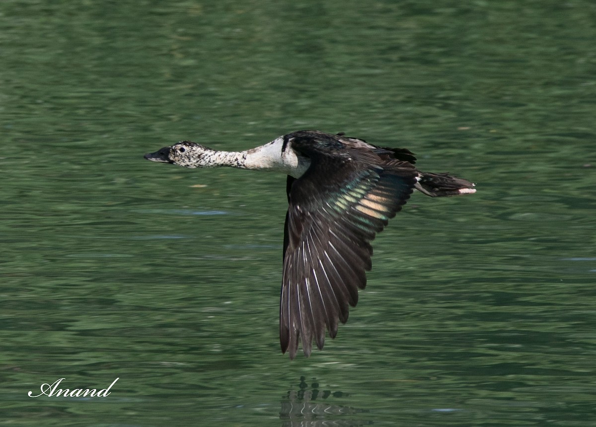 Knob-billed Duck - ML616941671