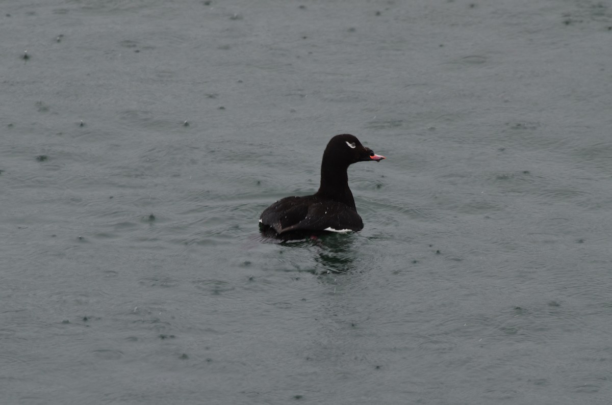 White-winged Scoter - Chad Pumpelly