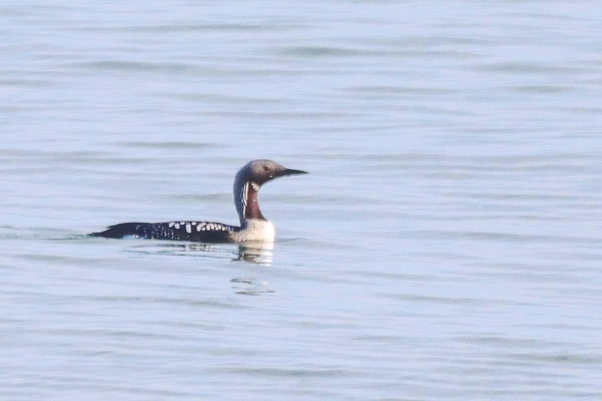 Arctic Loon - ML616941740