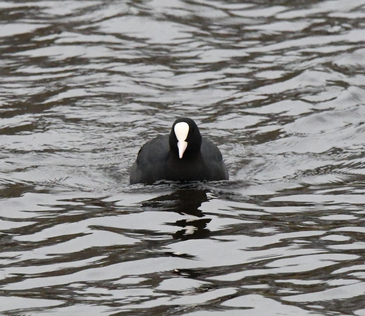 Eurasian Coot - A Emmerson