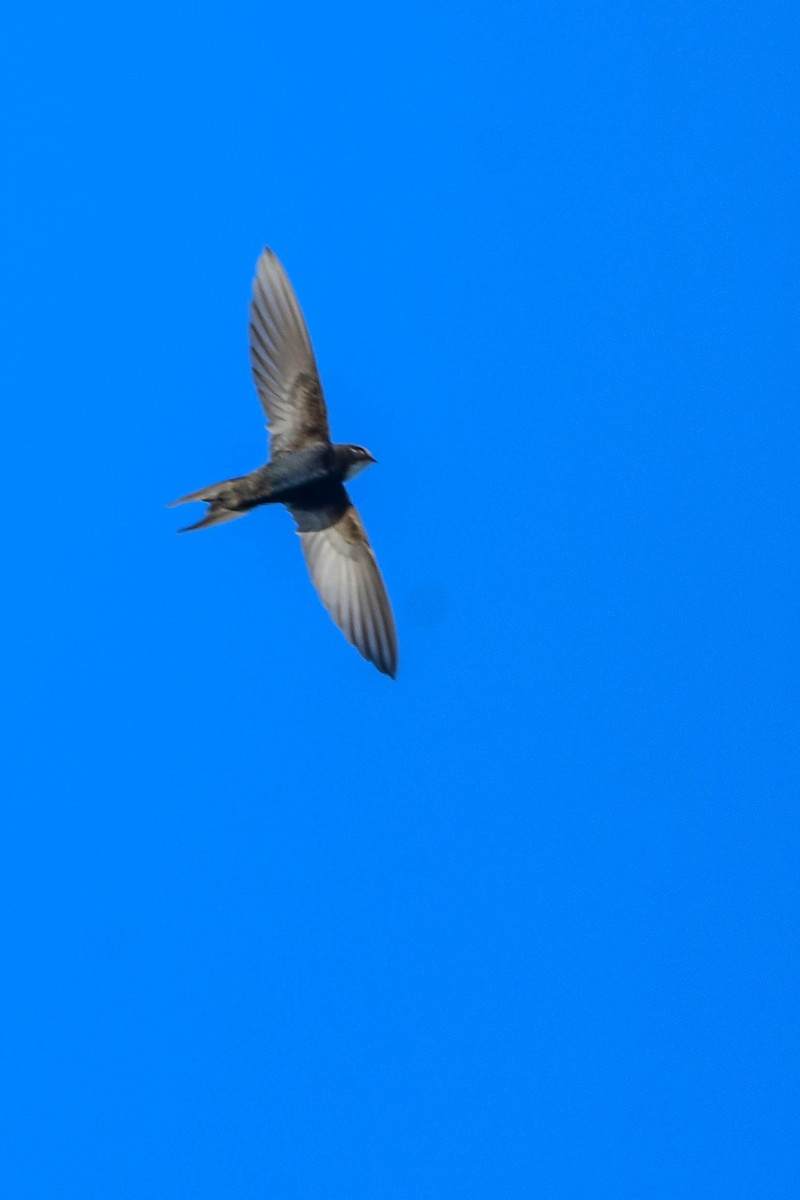 White-rumped Swift - ML616941777