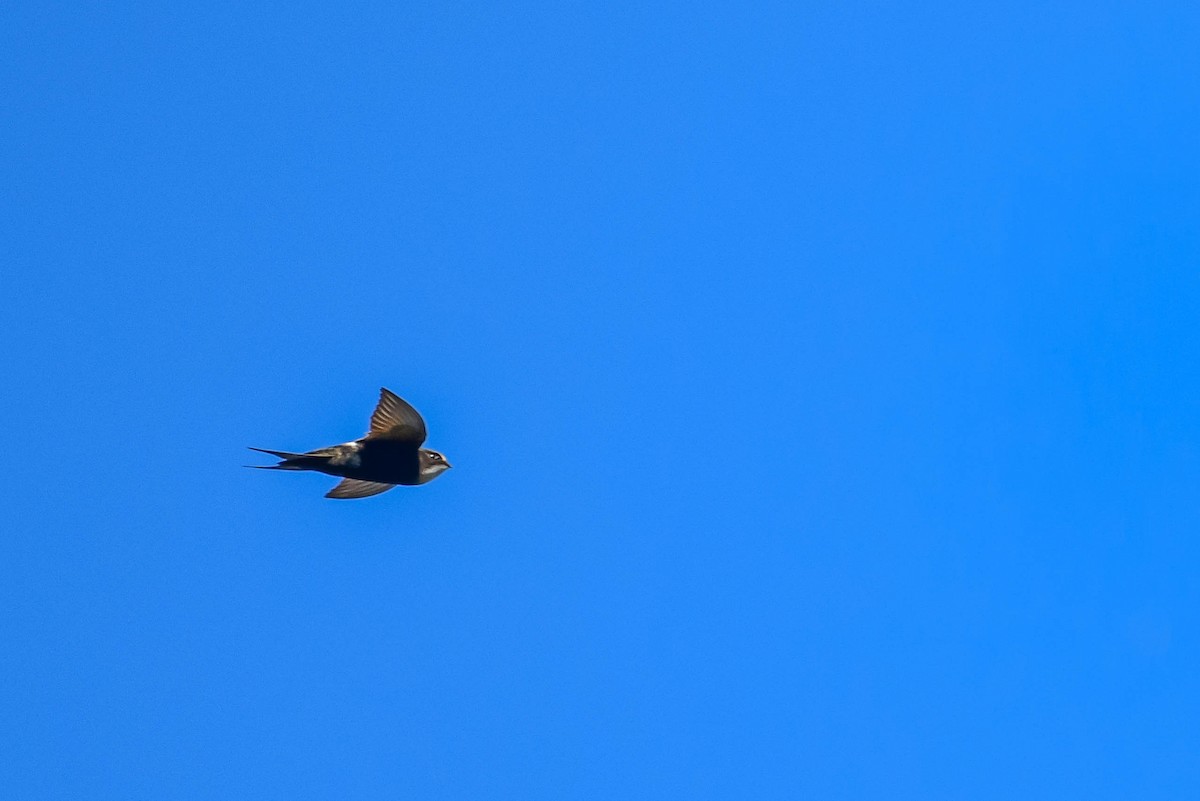 White-rumped Swift - ML616941778