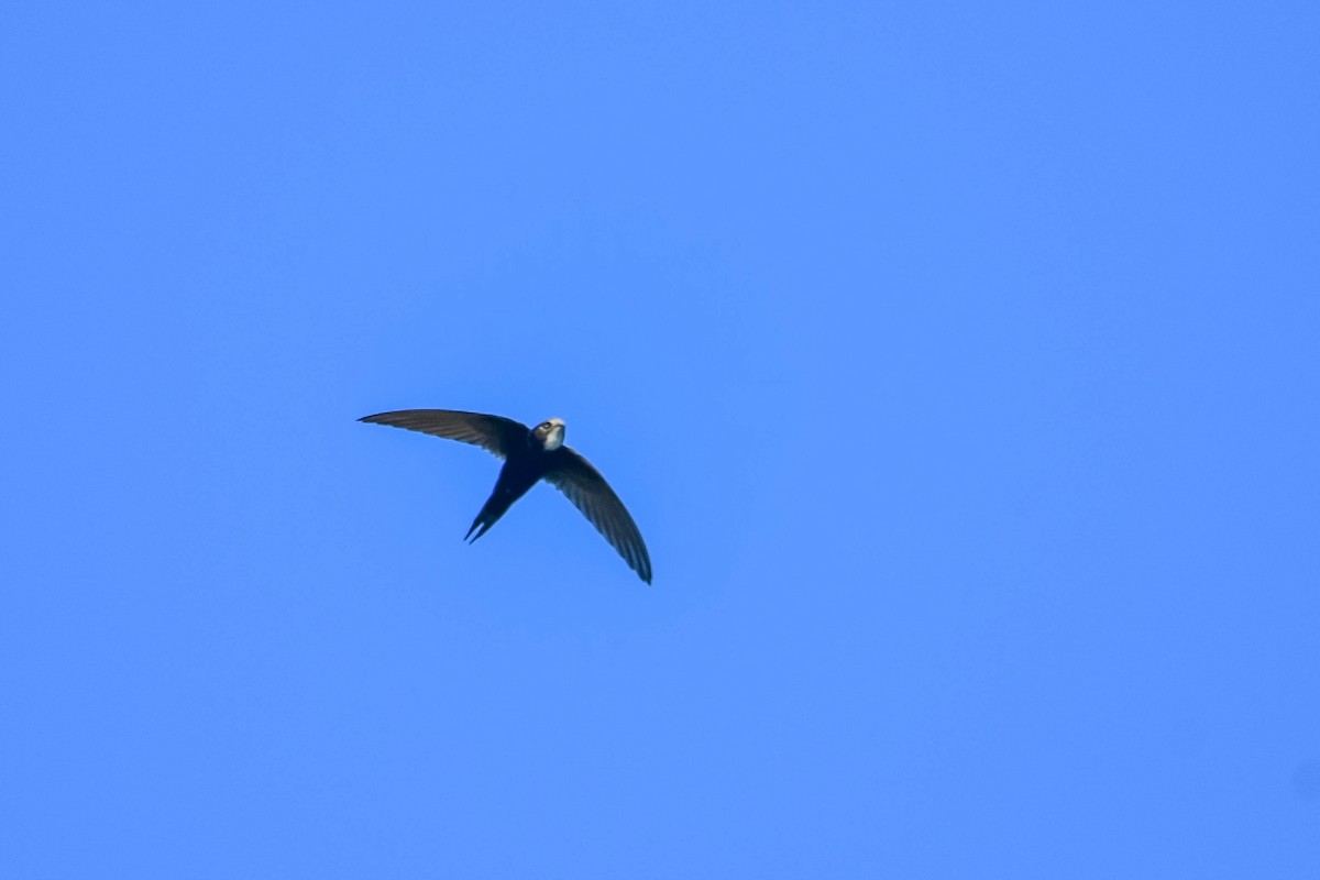 White-rumped Swift - ML616941780