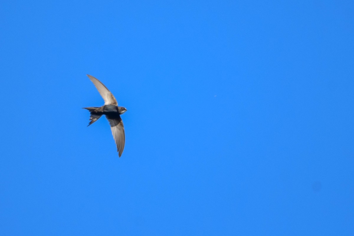 White-rumped Swift - ML616941785