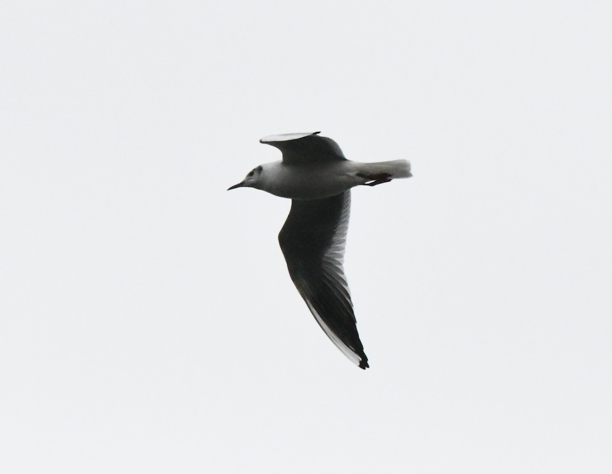 Black-headed Gull - ML616941787