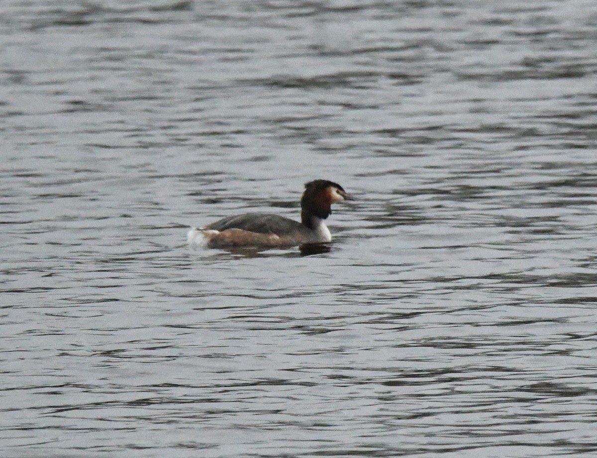 Great Crested Grebe - ML616941795