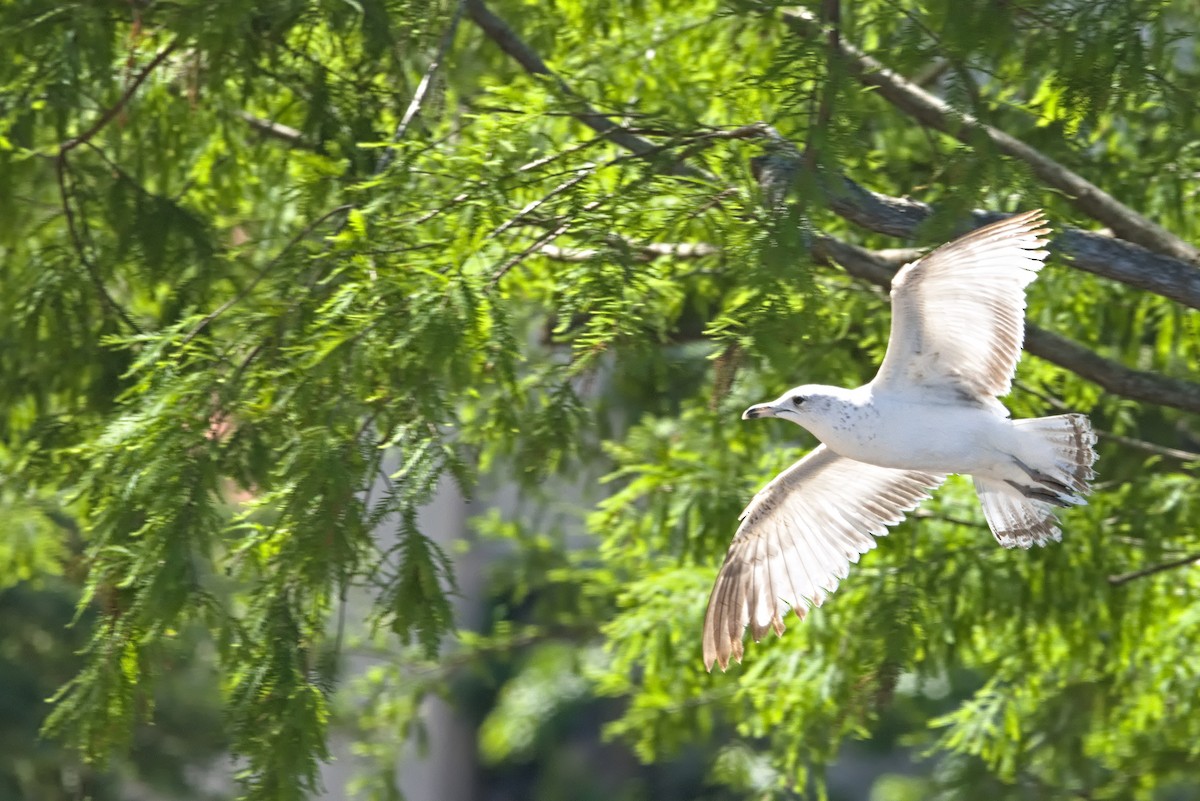 Ring-billed Gull - ML616941812