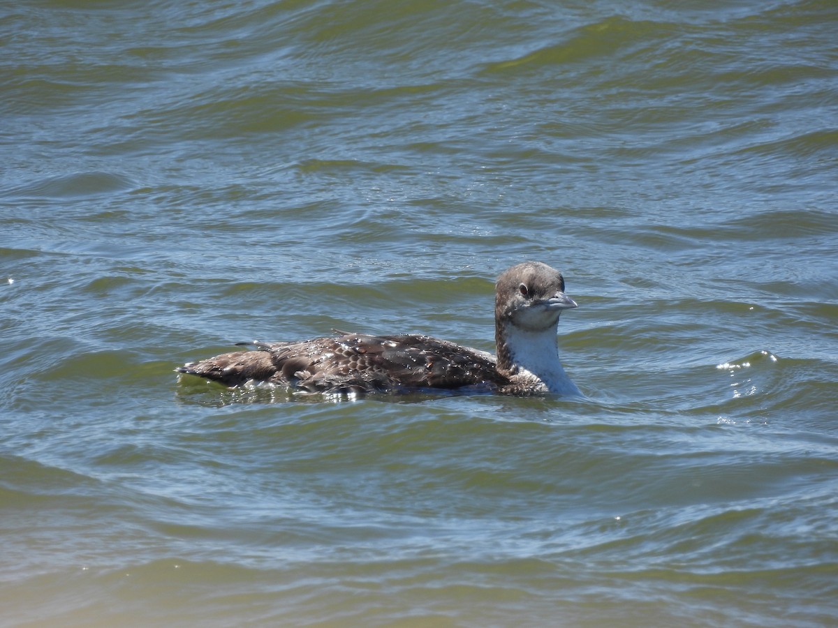 Pacific Loon - ML616941834