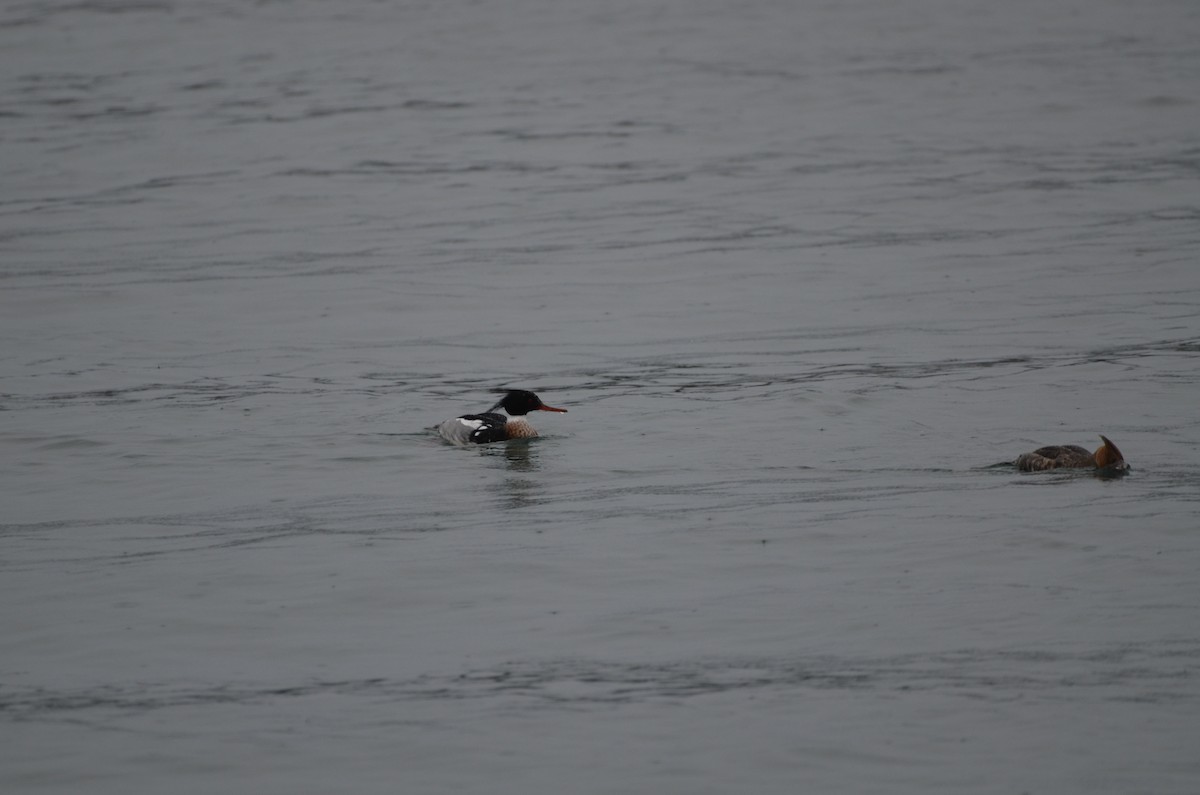 Red-breasted Merganser - Chad Pumpelly