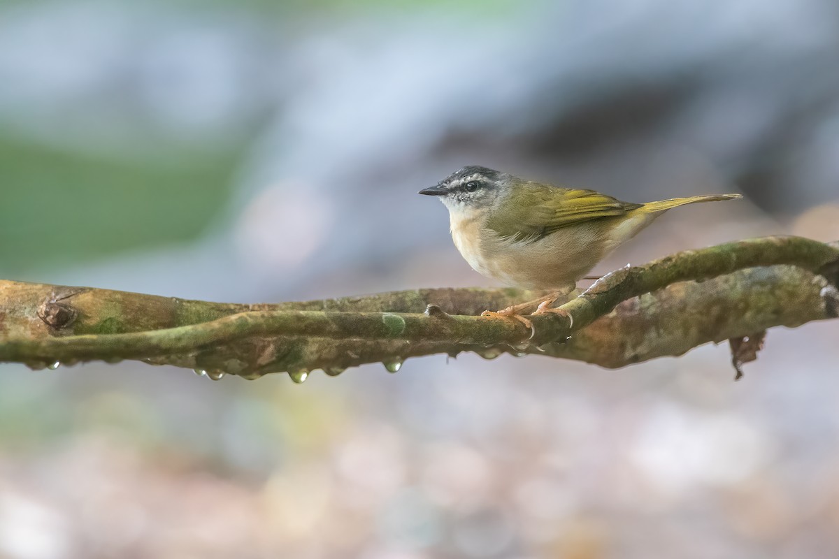 Riverbank Warbler - Pablo Re