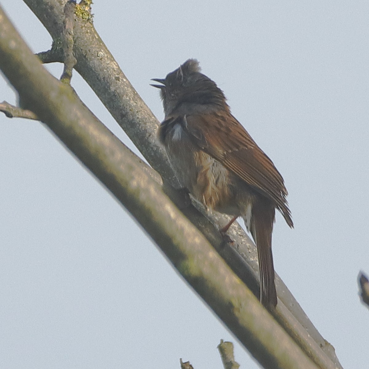 Dunnock - ML616941877