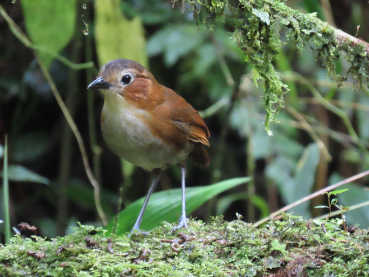 Rusty-tinged Antpitta - Katherine Holland